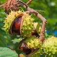 thumbnail image 1 of 2 Horse Chestnut Seeds for Planting - Amazing and Exotic Fruit Tree, 1 of 4