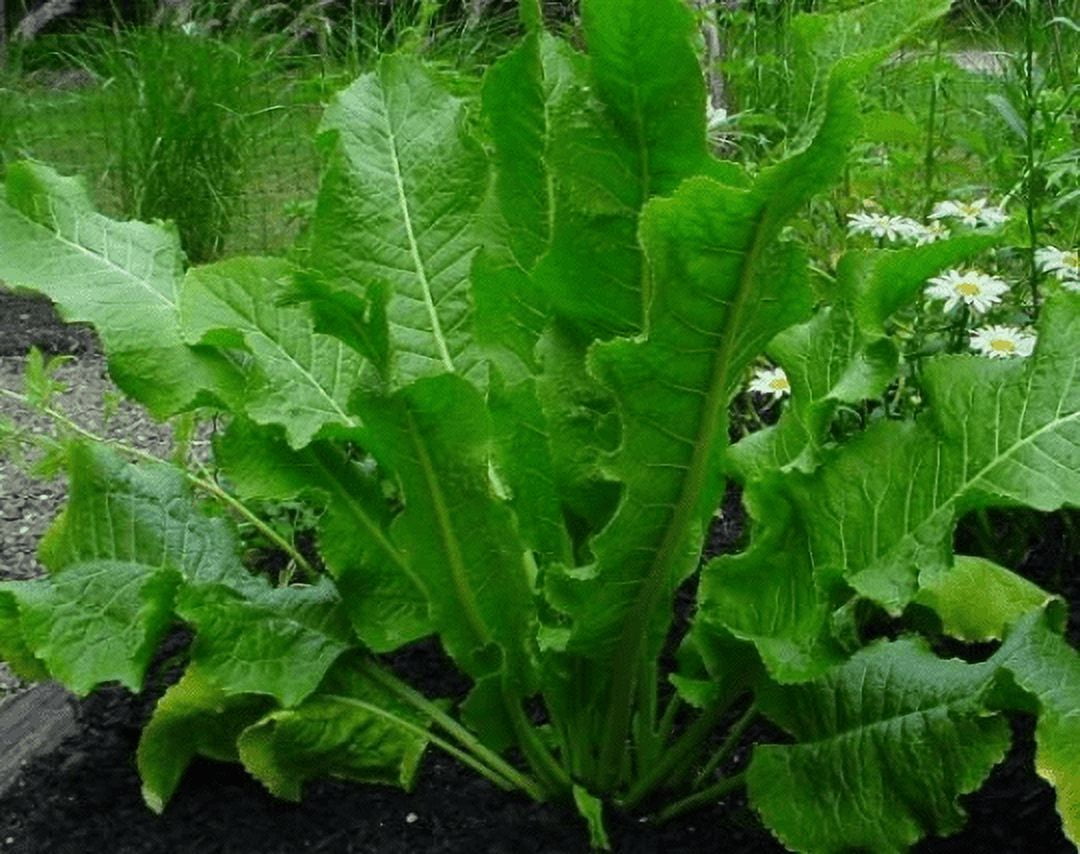 2 Horseradish Plant in 4 inch Pots, Horseradish for Good Health and