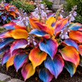 thumbnail image 1 of 2 Hosta Rhizome-Hosta Roots,Low‑Maintenance, Easy‑Grow for Garden Beds,Borders,Plant Pots & Planters, 1 of 4