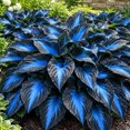thumbnail image 1 of 2 Hosta Roots-Low‑Maintenance, Easy‑Grow for Garden Beds,Borders,Plant Pots & Planters, 1 of 5