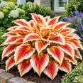 thumbnail image 1 of 2 Hosta Roots-Low‑Maintenance, Easy‑Grow for Garden Beds,Borders,Plant Pots & Planters, 1 of 5