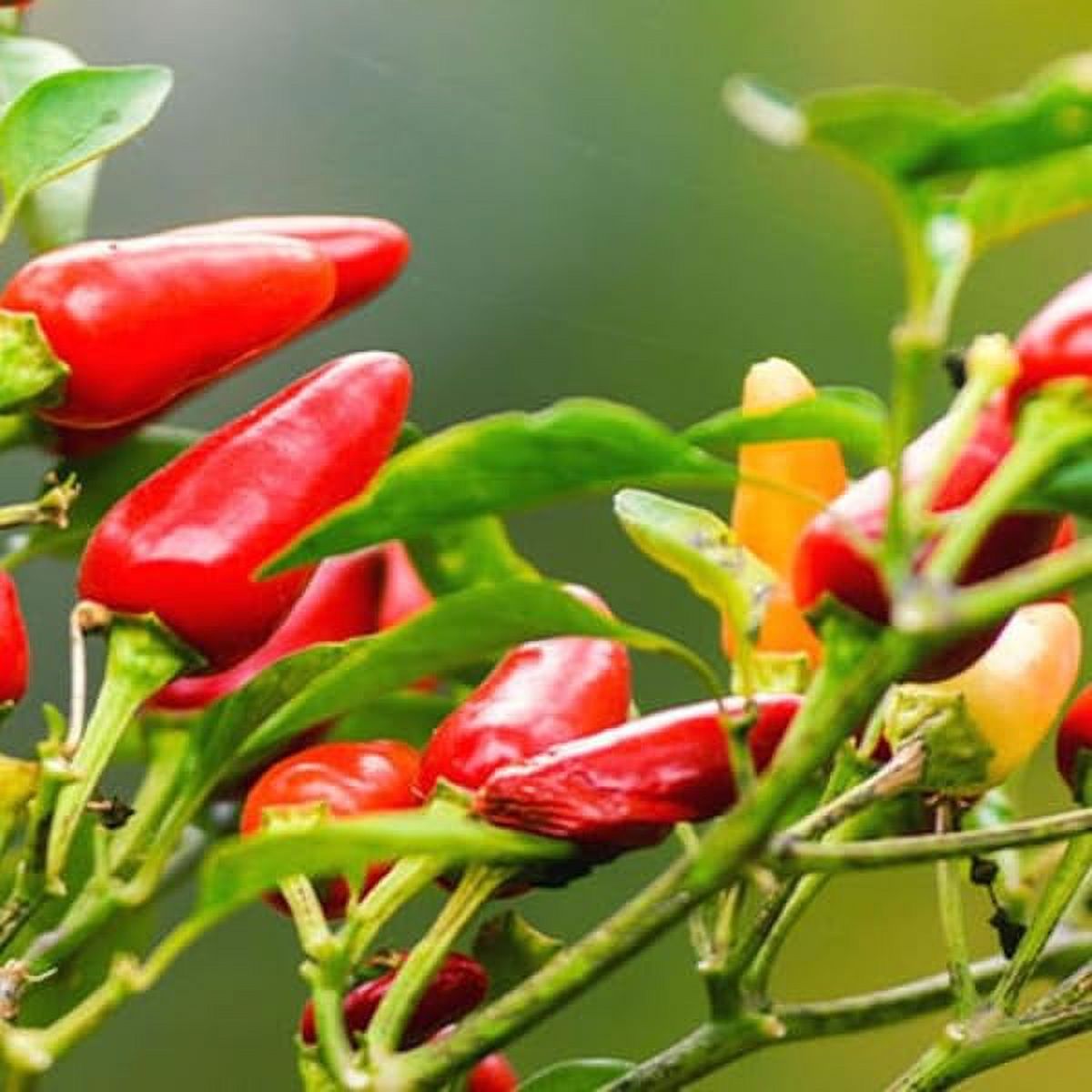 2-hot-chile-chiltepin-pepper-plants-live-3-to-6-inc-tall-tepin-chili