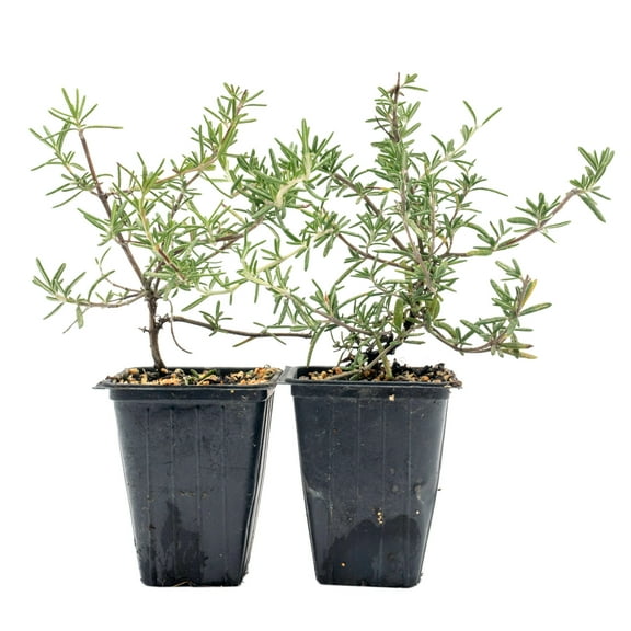 2 Huntington Carpet Rosemary in 3.5" Nursery Cubes | Rosmarinus officinalis ‘Huntington' | Low-Growing Evergreen Herb for Groundcover, Gardens & Containers