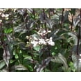 thumbnail image 1 of Daylily Nursery Husker Red Live Plants in Pot, Attract Hummingbirds, 1 of 2
