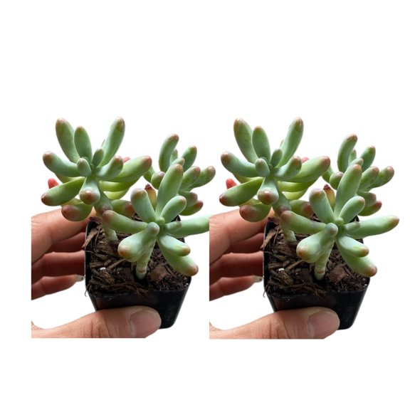 2 Inch Cotyledon Papillaris Jacobseniana Live Succulent Plant, Cluster Succulent, Needs Long Hours of Sunlight, Leaf Tips Turn Bright Red With Full Sun2PC)