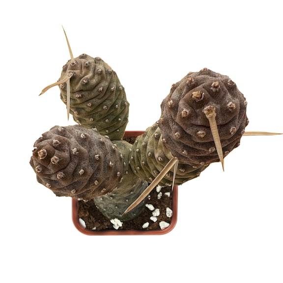 2 Inch Live Pine Cone Cactus,Rare Succulent Easy Care Houseplant for Home Windowsill Office Decor