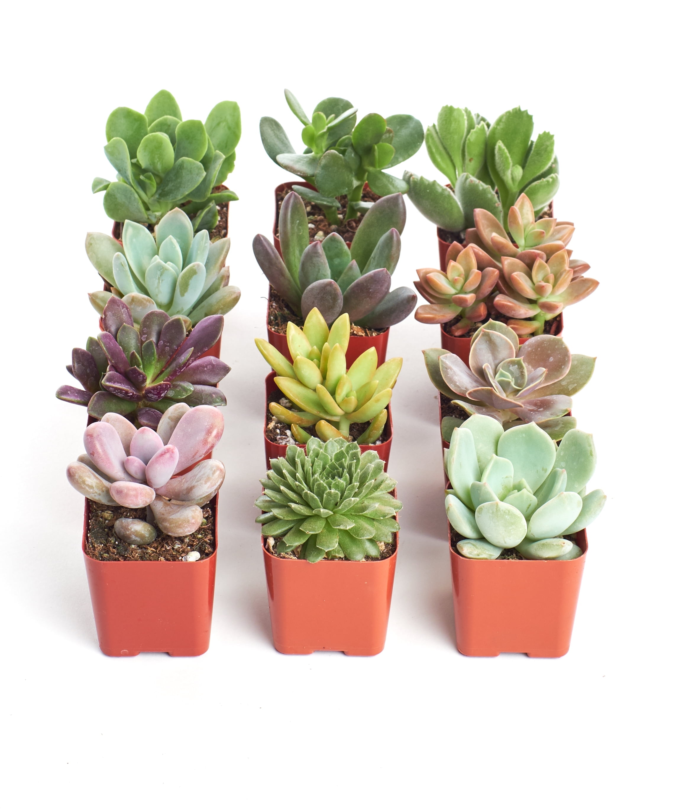 Assorted 2-Inch Succulent Plants in Multi-Colored Pots (12 Pack)
