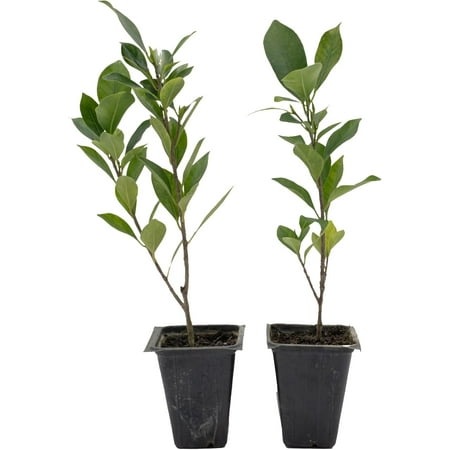 2 Indian Laurel Figs – Live Ficus Nitida Plant – Hardy Evergreen Tree in 2.5” Nursery Cubes – Fast-Growing & Highly Adaptable for Hedges, Screens & Shade