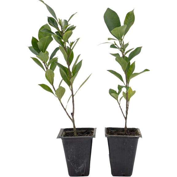 2 Indian Laurel Figs – Live Ficus Nitida Plant – Hardy Evergreen Tree in 2.5” Nursery Cubes – Fast-Growing & Highly Adaptable for Hedges, Screens & Shade