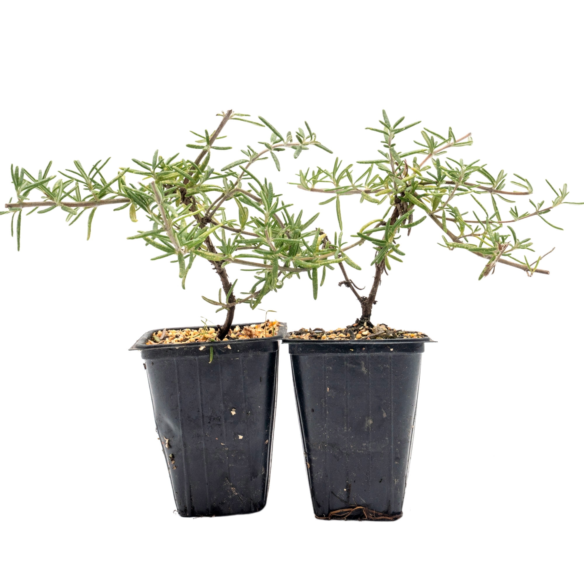 2 Irene Rosemary in 3.5" Nursery Cubes | Rosmarinus officinalis ‘Irene’ | Live Fragrant Trailing Evergreen Herb for Cooking, Gardens & Containers | Ready-to-Plant Starter Plants