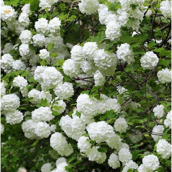 2 Japanese Snowball Bushes Trees Live Plants Bare Roots Dormant, White Flowering Shrub Seedlings 6-12 Inch Tall for Growing, Winter Hardy