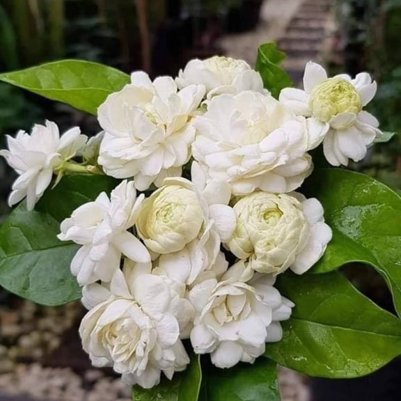 2 Jasmine Plants Live, Fragrant Jasmine Flower Vine, Perennial Jasmines for Outdoor Garden 4 to 9 Inch Tall (Duke Jasmine)