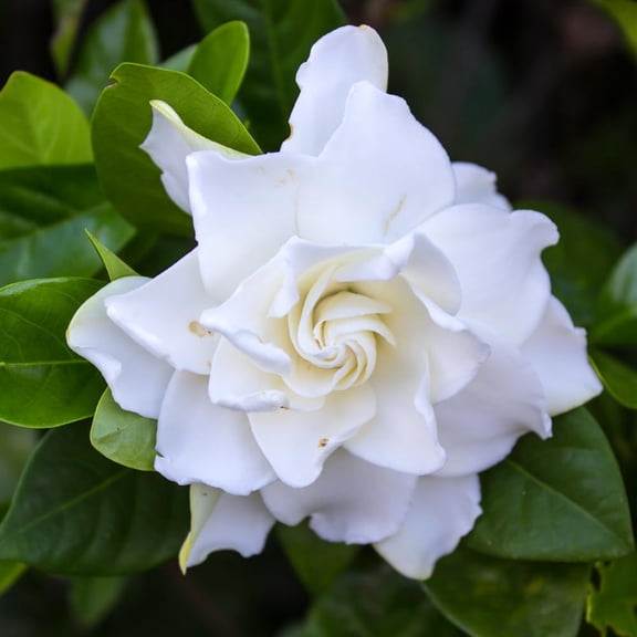 2 Jasmine Plants Live, Fragrant Jasmine Flower Vine, Perennial Jasmines for Outdoor Garden 4 to 9 Inch Tall (Frostproof Jasmine)