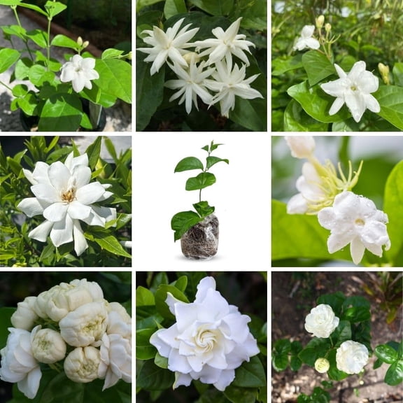 2 Jasmine Plants Live, Fragrant Jasmine Flower Vine, Perennial Jasmines for Outdoor Garden 4 to 9 Inch Tall (Mix Random Jasmine)