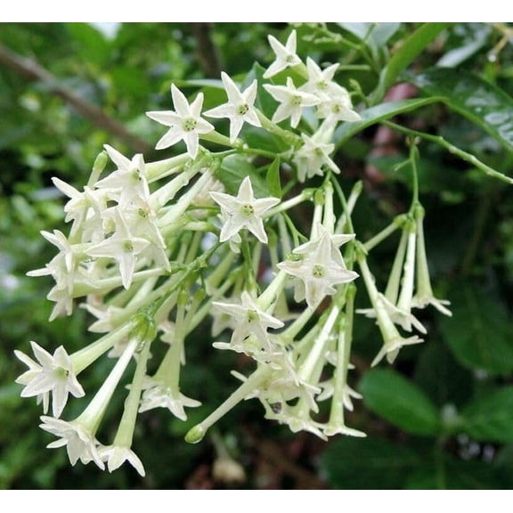 2 Jasmine Plants Live, Fragrant Jasmine Flower Vine, Perennial Jasmines for Outdoor Garden 4 to 9 Inch Tall (Night Blooming Jasmine)