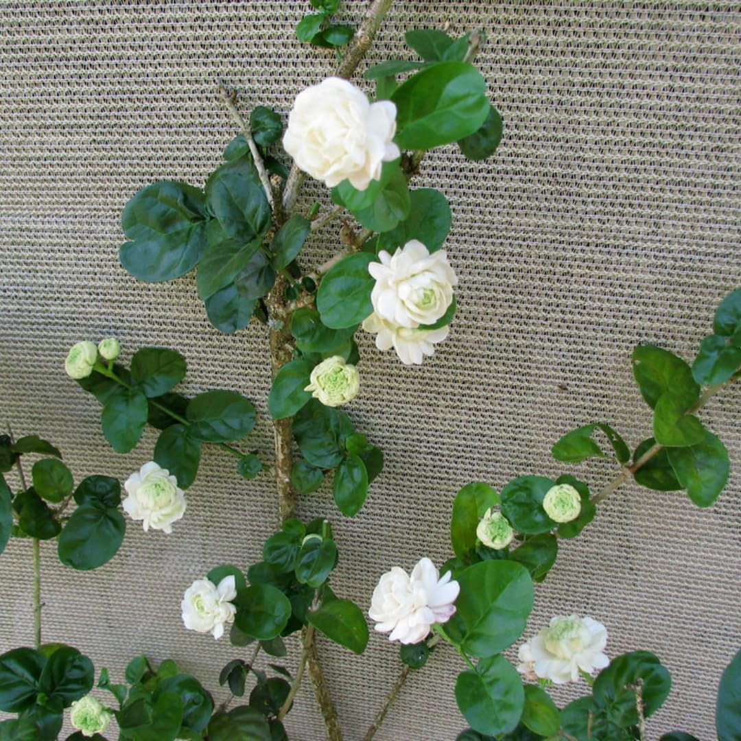 2 Jasmine Plants Live, Jasmine Flower Plant, 5 Inc Long, Annual ...