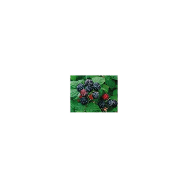2 Jewel Black Raspberry Plant Everbearing All Natural Grown
