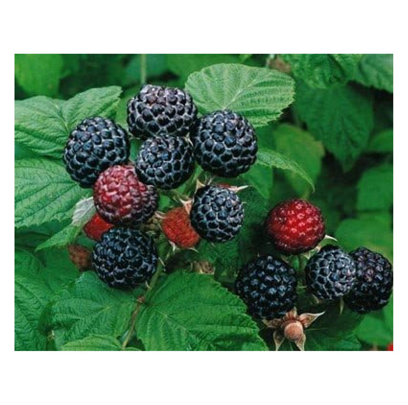 2 Jewel Black Raspberry Plant Everbearing All Natural Grown