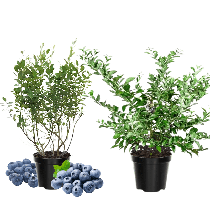 Blueberry Sample Tree 2 Jewel Blueberry Plants Live, Blueberry Live Plant, 4-6'' Tall, 1 Year ...