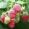 thumbnail image 1 of 2 Joan J Raspberry Plants-Everbearing, Thornless (2 Lrg 2 Yrs Bare root Canes), 1 of 1