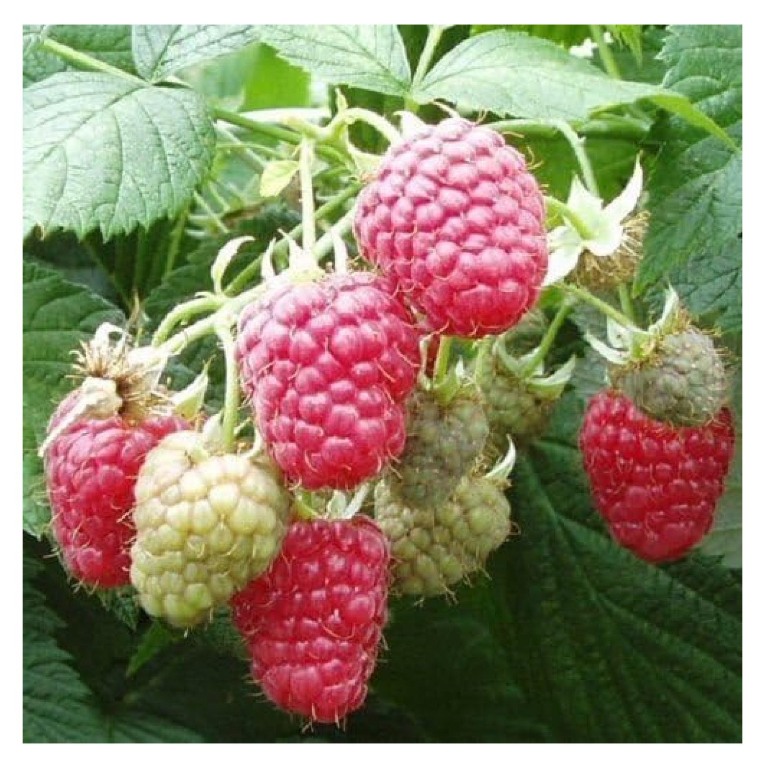 2 Joan J Raspberry PlantsEverbearing, Thornless (2 Lrg 2 Yrs Bare root