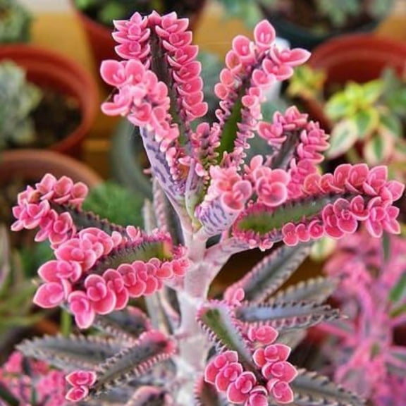 2 Kalanchoe Pink Butterfly Plants Live Indoor Outdoor 2 Inch Pot, Pink Kalanchoe Succulent Mother of Thousands Plant Live