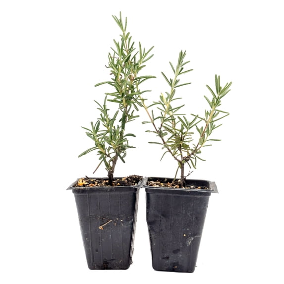 2 Ken Taylor Rosemary in 3.5" Nursery Cubes | Rosmarinus officinalis ‘Ken Taylor’ | Fragrant Evergreen Herb for Cooking, Gardens & Containers | Ready-to-Plant Live Plants