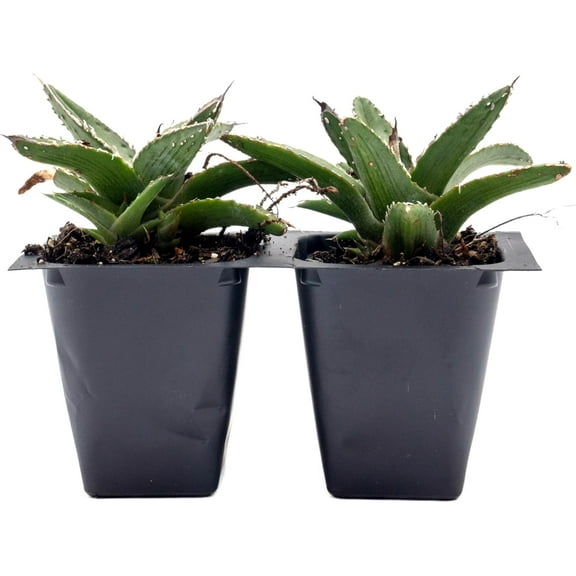 2 King Ferdinand Agave – Live Plants in 2.5" Nursery Cubes | Agave Ferdinandi-Regis 'King Ferdinand' | Easy Care Drought-Tolerant Succulent for Home & Garden