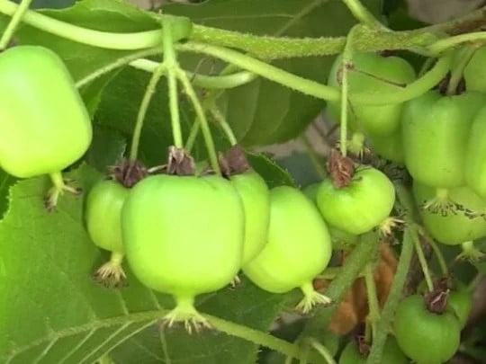 2 Kiwi Plants-Prolific self-pollinating kiwi--all in 4 Inch Cups/ hybrid 2 pots of plants, one plant per pot