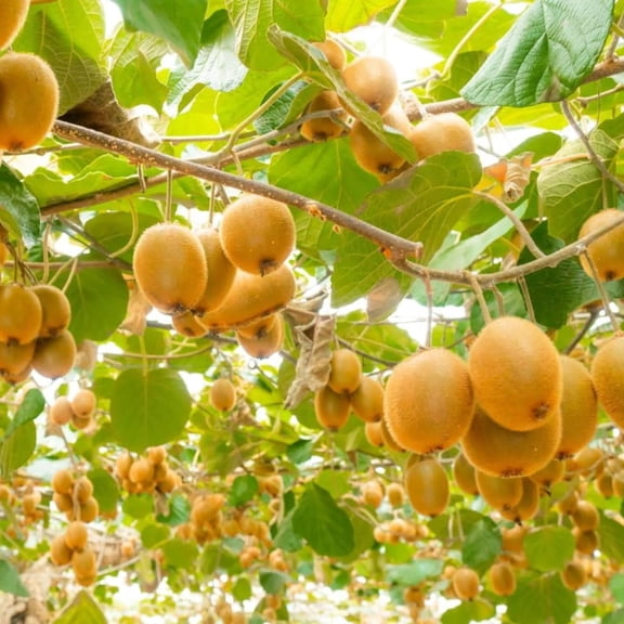 2 Kiwi Tree Live Plant for Planting, Hardy Kiwi Plant Live, Fruit Tree 4-6 Inch Tall, Ready to Grow, Well-Rooted