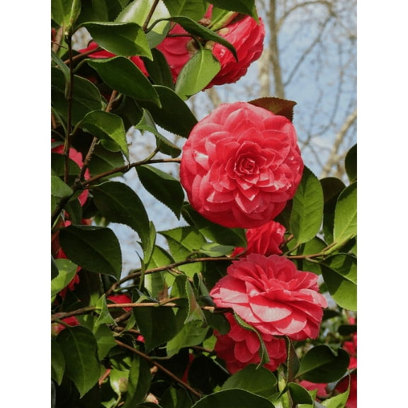 2 Kramer's Supreme Camellia in 4 inch pot *Cold and Heat Sensitive* Cannot Ship Out of the USA