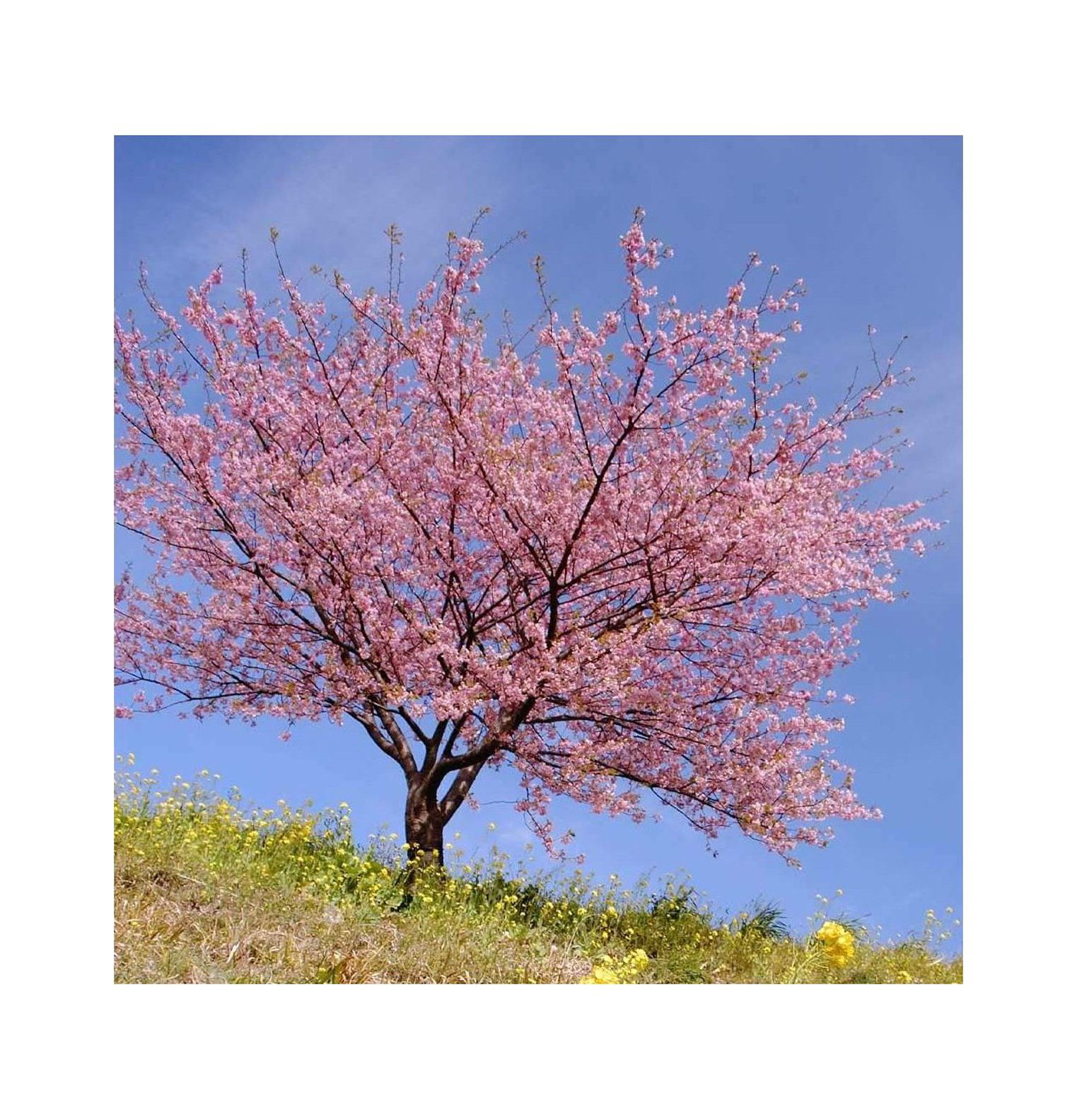 2 Kwanzan Cherry Blossom Tree Live Plants (6''10'' Tall) Japanese