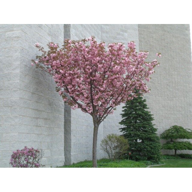 2 Kwanzan Flowering Cherry trees