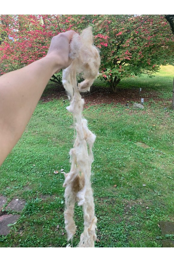 2 LB. 100% Natural Sheep Wool Hand Washed - Very Soft - Long Fibers