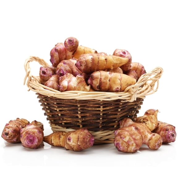 2 LB Jerusalem Artichoke Tubers - Vegetable Sunchoke Root Tubers for Backyard, Raised Beds, and Container Growing