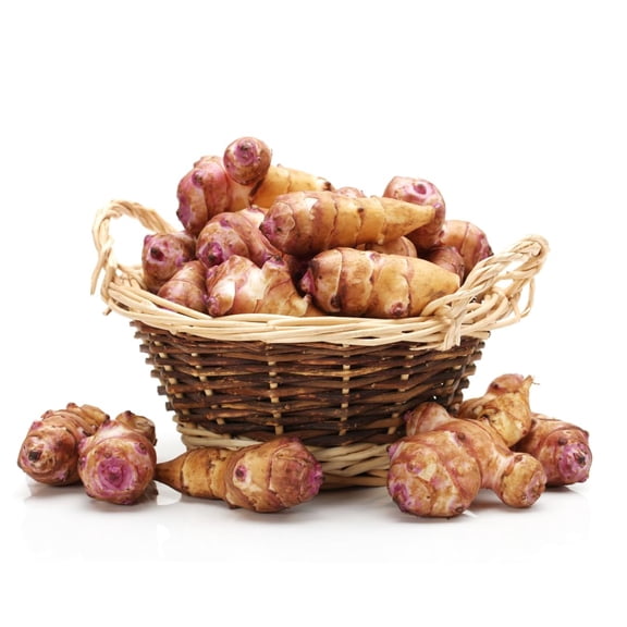 2 LBs Jerusalem Artichoke Tubers for Planting, High Yielding Sunchoke Root Tubers, Perennial Edible Garden Vegetable Plants