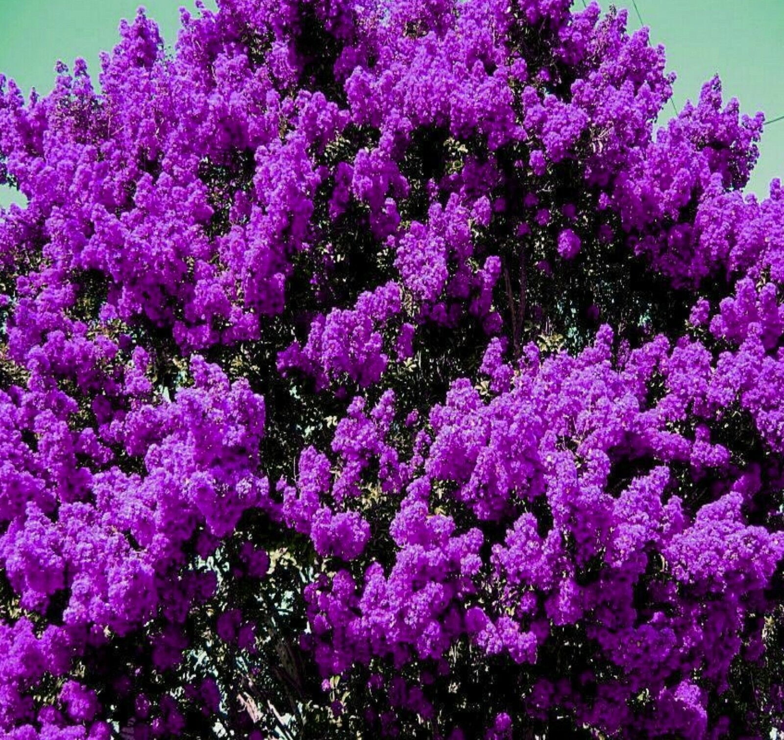 2 LIVE PLANTS DARK PURPLE CREPE MYRTLE BUSHES TREES ROOTED FLOWERING