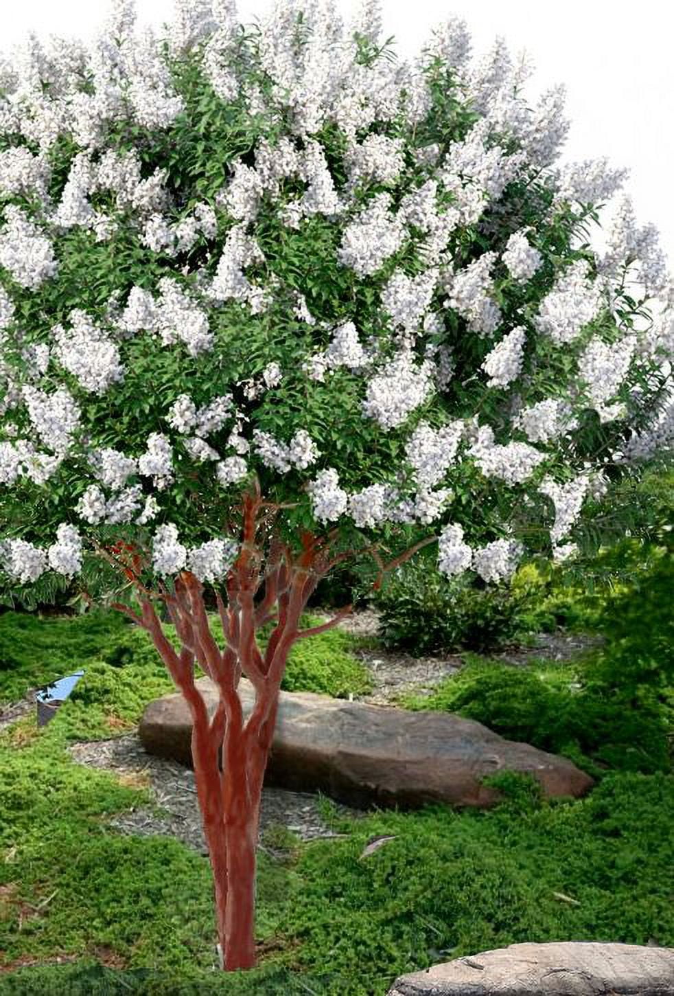 White Crape Myrtle Bushes Live Plants (2 Count) Walmart com White Crape Myrtle Bushes Live Plants (2 Count) Walmart com