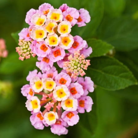2 Lantana Plants Live, Perennial Live Flowering Lantana, Container Growing 4-9 Inch Tall - Pink