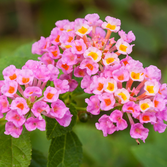 2 Lantana Plants Live, Pink Lantana Perennial Flowers 2-4 Inches Outdoor Planting