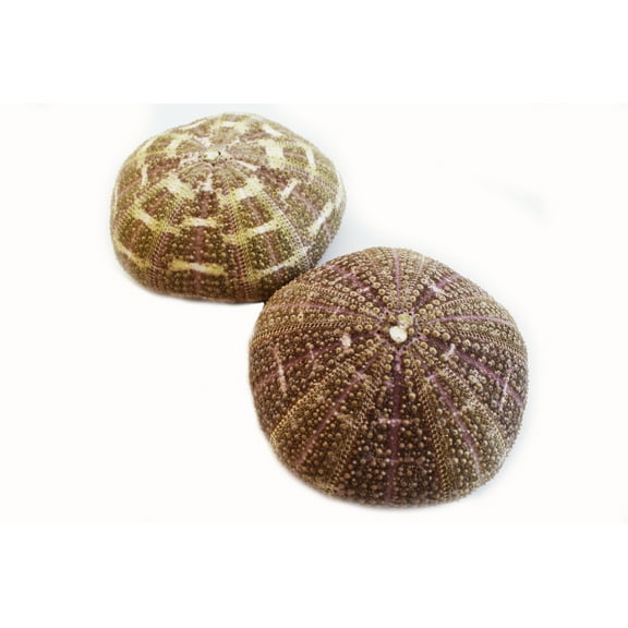 (2) Large Alfonso Gator Sea Urchins 3" - 4" Coastal Beach Cottage Craft Decor