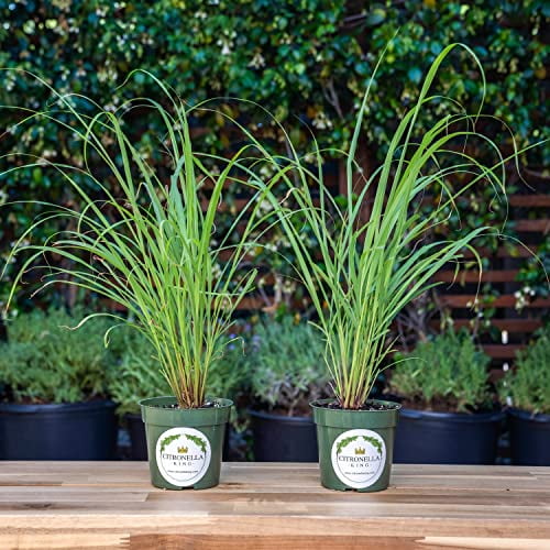 2 Large Lemongrass in 4inch Pots, Cymbopogon Citratus, West Indian