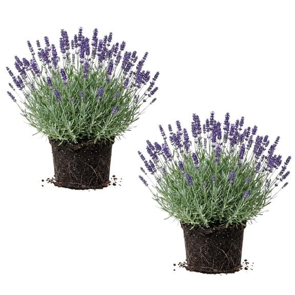 2 Lavender Plants Live, Lavender Perennial Plants, Well Rooted 4-7" Tall, Fragrant Flower Indoor Outdoor (Phenominal Lavender)