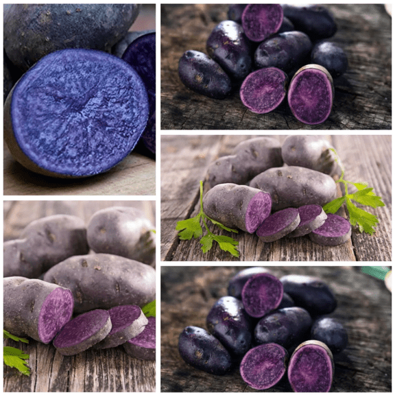 2 Lbs Blue Adirondack Potatoes Whole Tubers Seeds Potatoes Purple Blue Potato Seeds for Planting