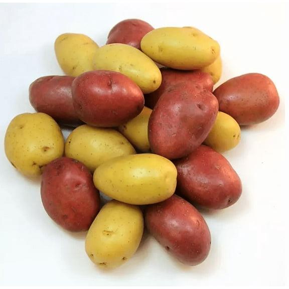 2 Lbs Mixed Color Potatoes Whole Tubers Seeds Potatoes Colorful Potato Seeds for Planting