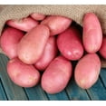 thumbnail image 1 of 2 Lbs Red Potatoes Whole Tubers Seeds Potatoes Red Potato Seeds for Planting, 1 of 6