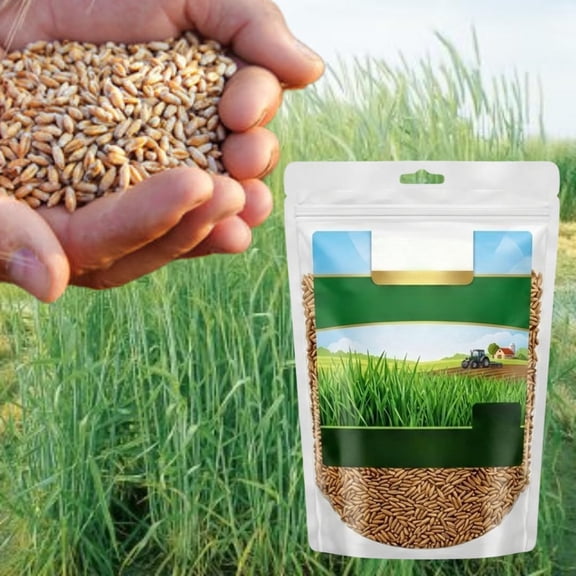 2 Lbs Rye Seeds for Planting, Rye Cover Crop Seeds, Fast-Growing Grass Seeds for Lawn, Outdoor Spring Planting
