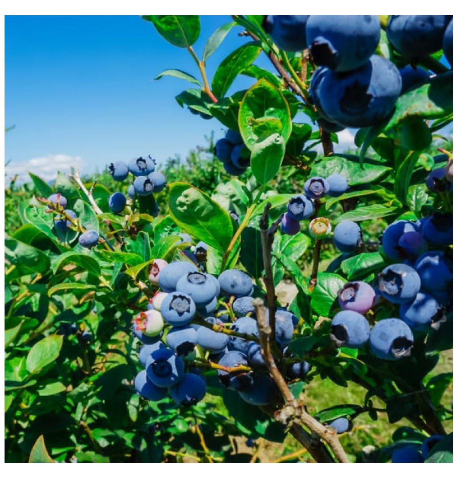 2 Legacy Blueberry Bush Live Plant, Blueberry Plants Live for Planting