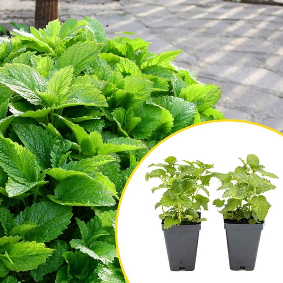 2 Lemon Balm Plants in Cubes | Live Aromatic Culinary Medicinal Herb with Lemon-Scented Foliage | Fast-Growing Perennial Shrub for Teas, Pollinators, Containers & Gardens (Melissa officinalis)
