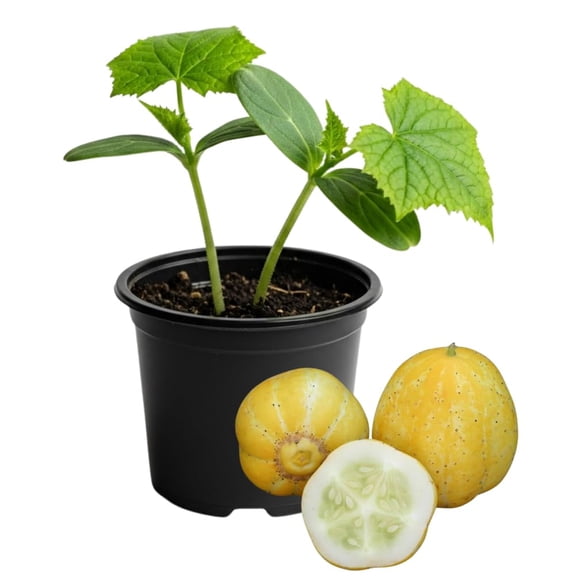 2 Lemon Cucumber Plants Live, 4-6" Tall Live Yellow Cucumber Plants Potted, 4 Inches Pot, Vegetable Plants for Outdoor Garden Planting